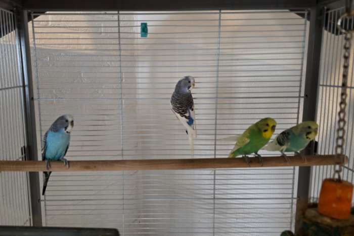 4 grasparkieten met kooi