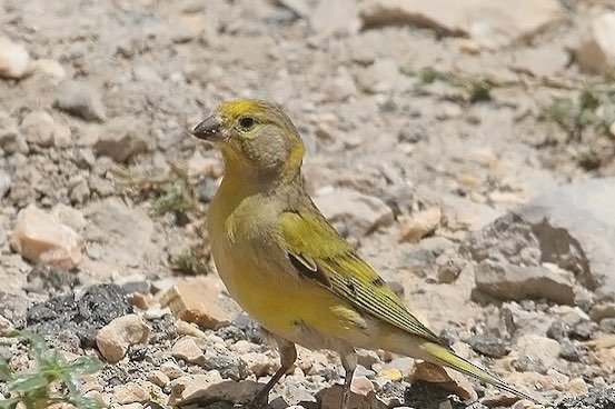 zederngirlitz / serinus syriacus