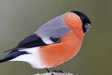 kleine europese goudvink man