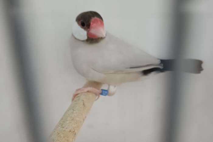 pop agaat rijstvogel.