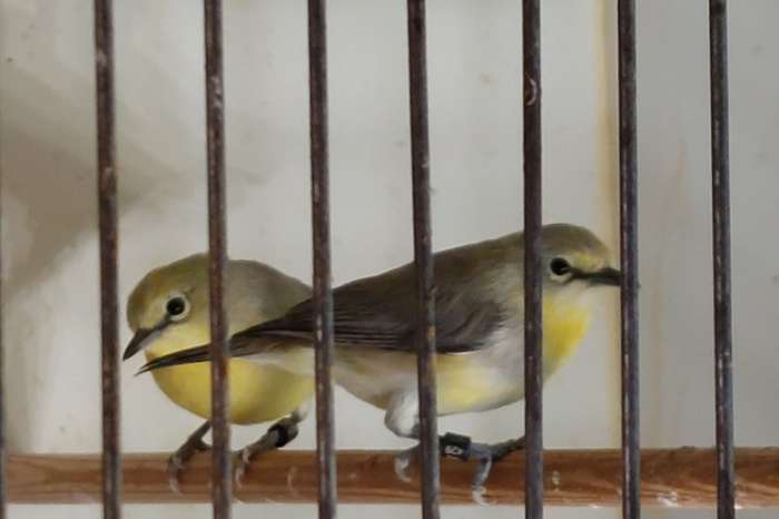 zosterops senegalensis