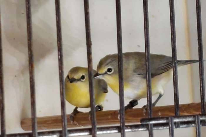 zosterops senegalensis