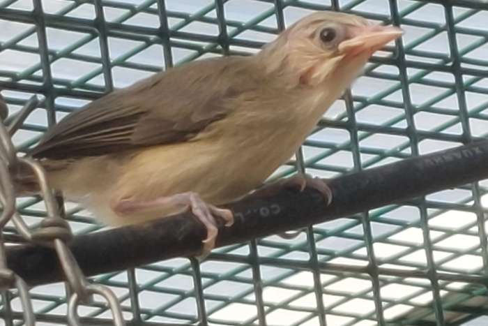 zosterops senegalensis