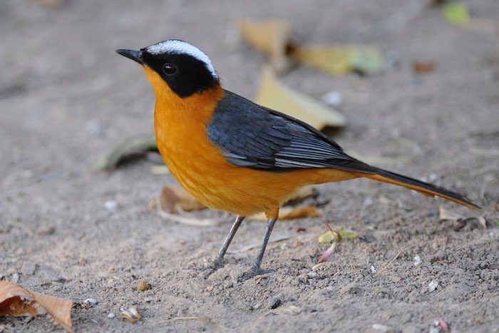 sneeuwkruintapuit - cossypha niveicapilla