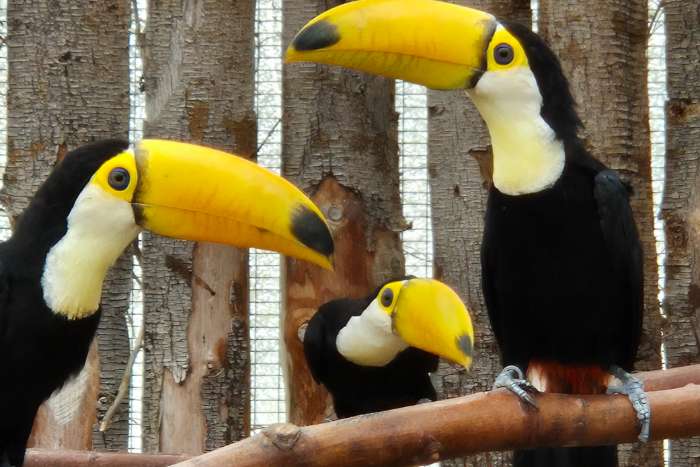 toco toucan