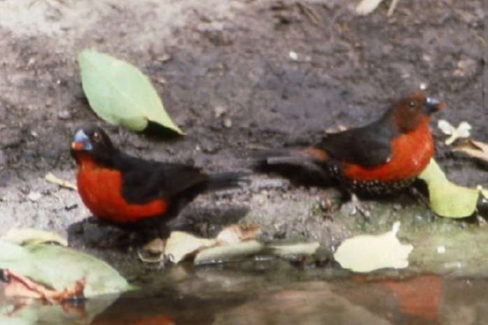 roodborstzaadkrakers gezocht