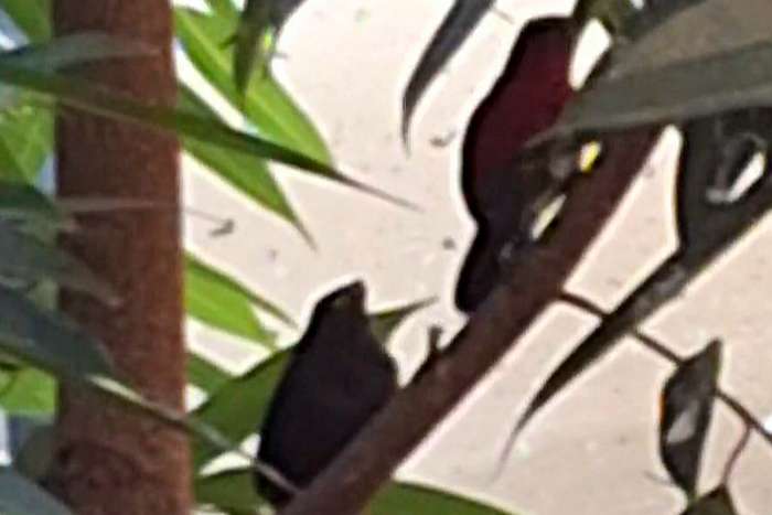 roodborstzaadkrakers gezocht