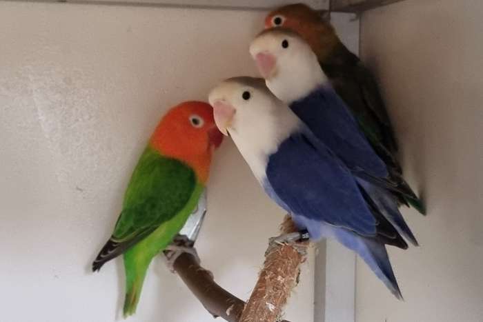 diverse kleuren fisheries