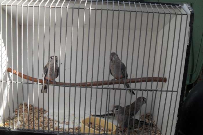 bourks parkieten  nu thuis