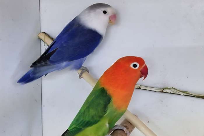 kweekkoppel fischeries