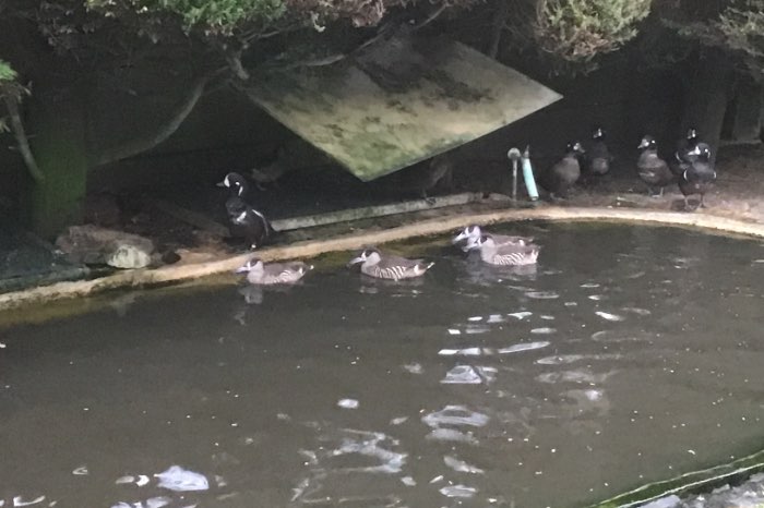 te koop roze-ooreend