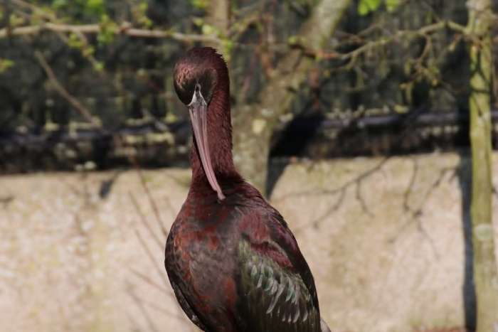 europese ibissen ek 2025