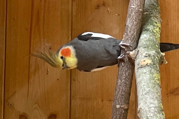 te koop koppel valkparkieten van 2019