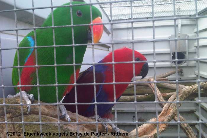 n.g> edel papegaaien aangeboden