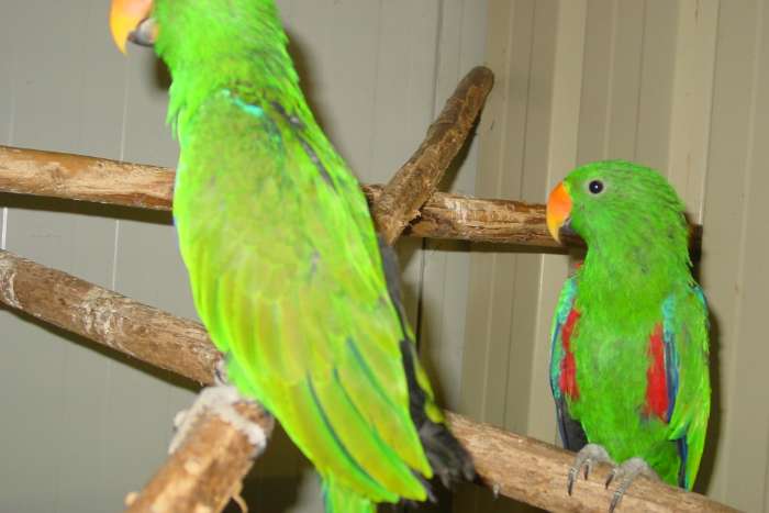 n.g> edel papegaaien aangeboden