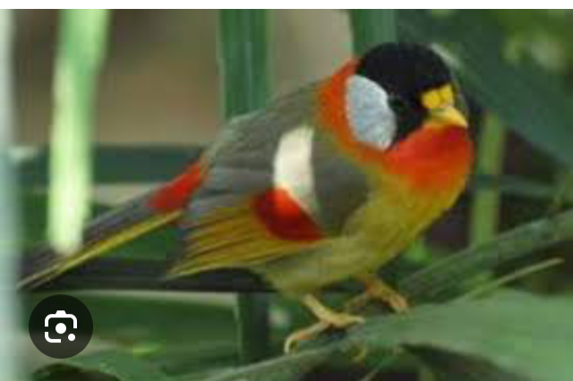 zilveroornachtegalen