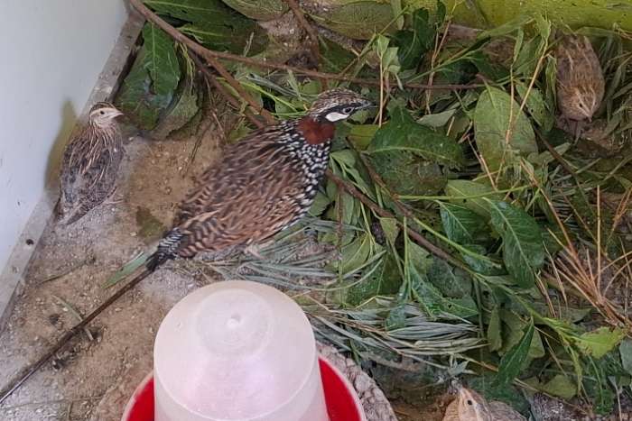 halsband frankolijn.