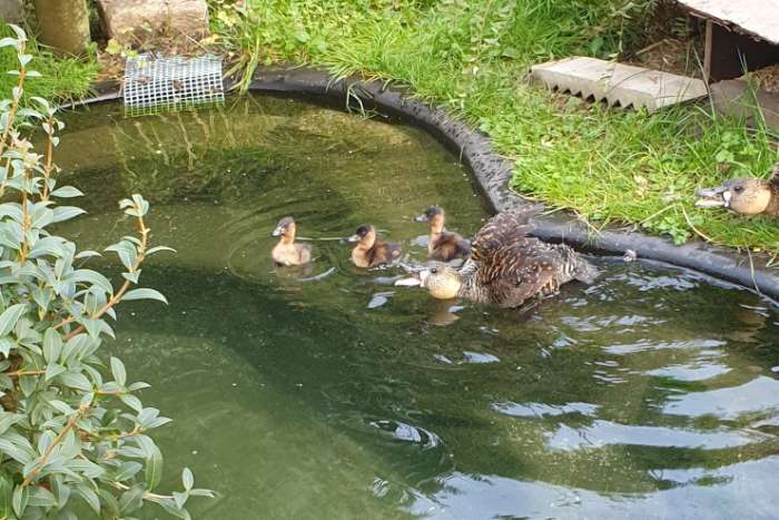 witrugeenden natuurbroed onverwant