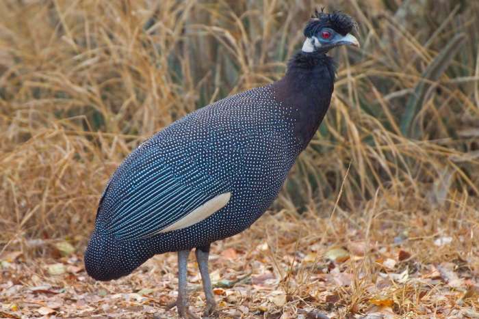 southern crested guineafowl (guttera edouardi)