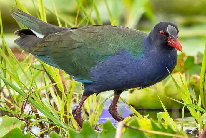 allen's gallinule (porphyrio alleni)