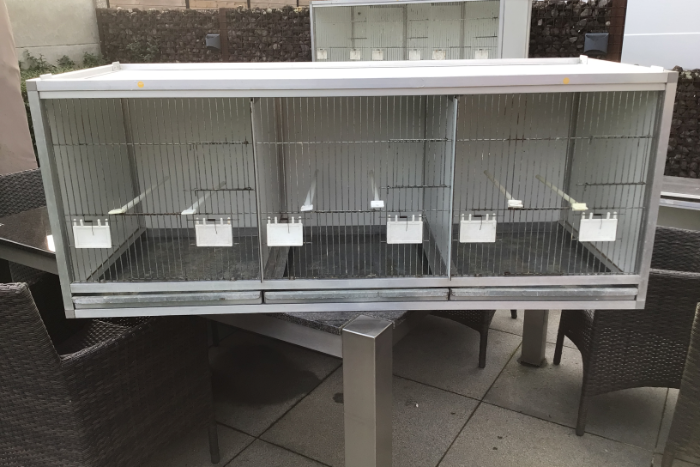 kweekkooien voor exoten en kanarie