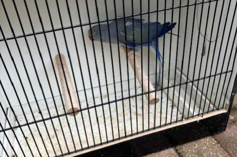 halsband mannen met dna