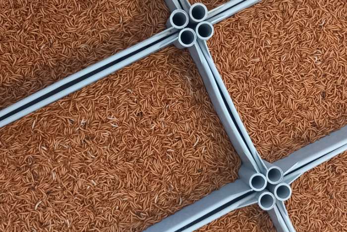 levende insecten @ putte birdmarket zondag 16/11