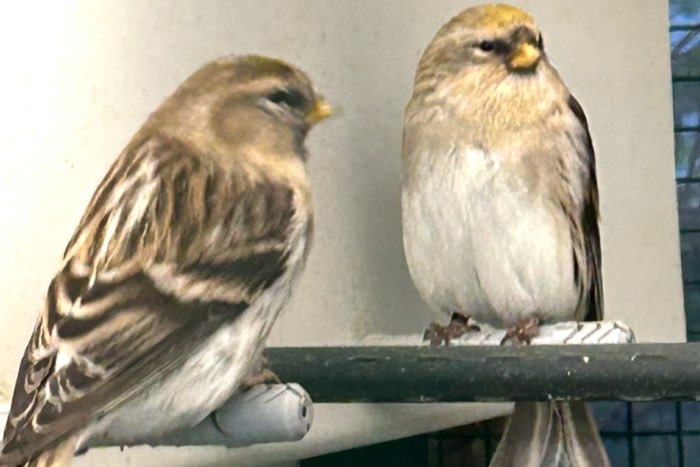 wistuitbarmsijzen mannen