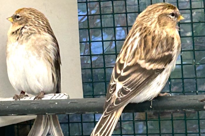 wistuitbarmsijzen mannen