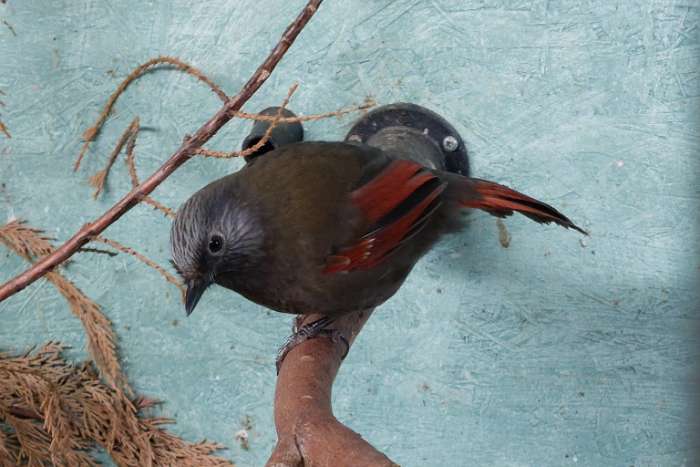 trochalopteron/ cyanocorax/ liocichla