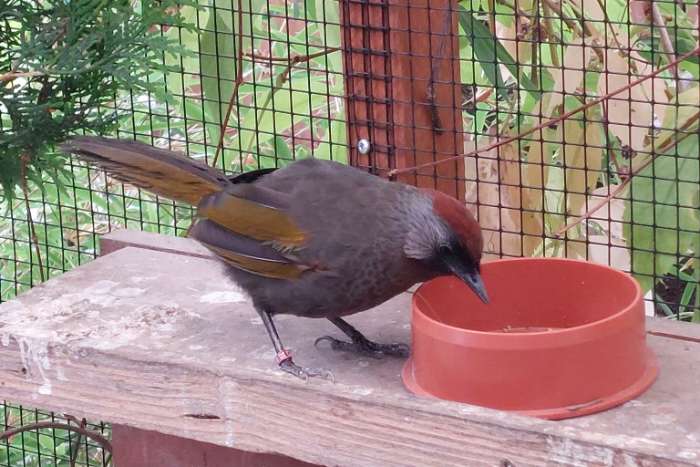 trochalopteron/ cyanocorax/ liocichla