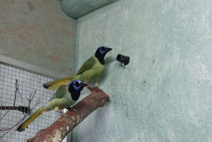 trochalopteron/ cyanocorax/ liocichla