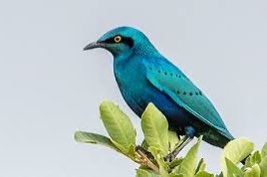 kleine blauwoorglansspreeuw