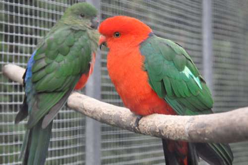 gezocht koppel koningsparkieten