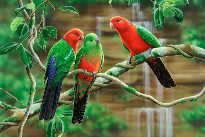 gezocht koppel koningsparkieten