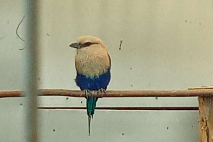 blauw buik scharrelaar