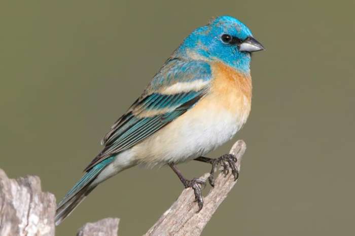 lazuli finch gezocht