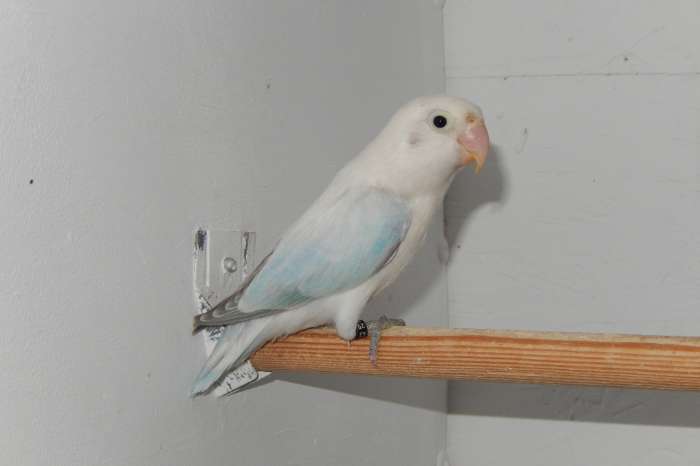 diluteopaline fischerie pop.  1