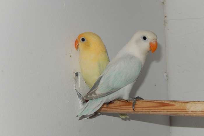 koppel diluteopaline fischeries 2