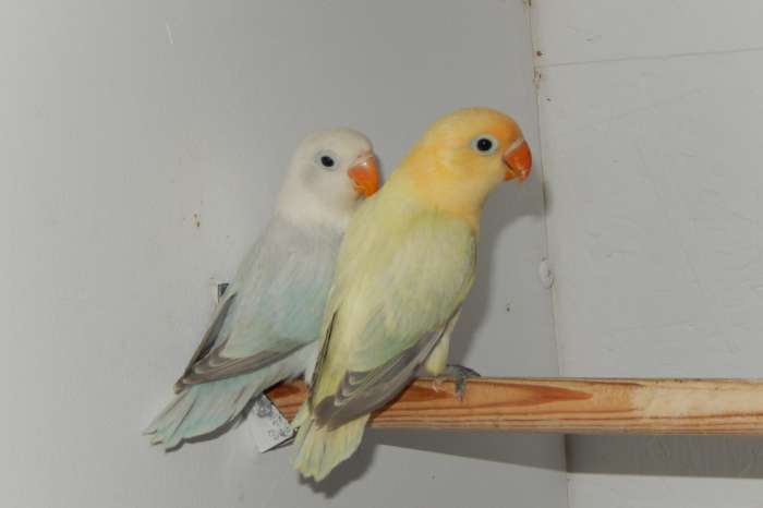 koppel diluteopaline fischeries 2