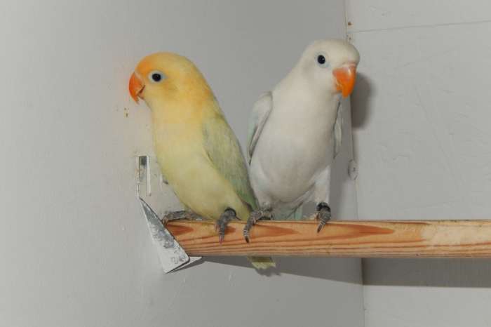 koppel diluteopaline fischeries 2