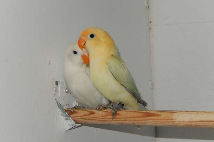 koppel diluteopaline fischeries 2