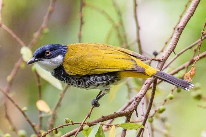 koppel schubborst buulbuuls