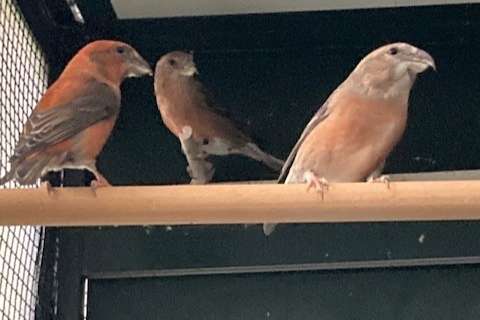 te ruilen grote kruisbekken 2025