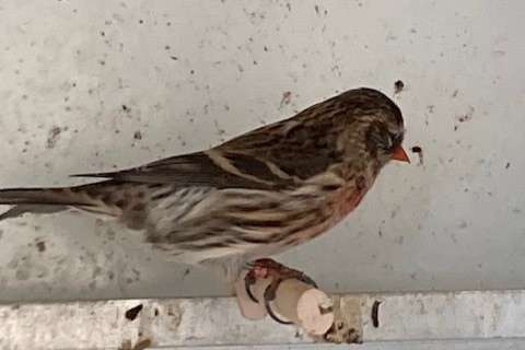 noordse barmsijs man 2024