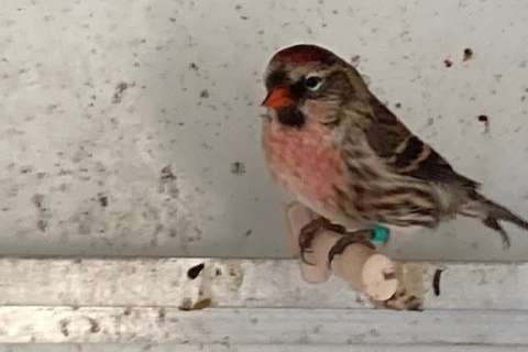 noordse barmsijs man 2024