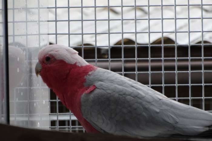 kweekoppel rosékaketoes.