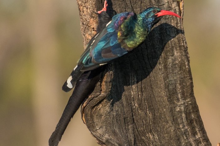 groene woudhop - phoeniculus purpureus