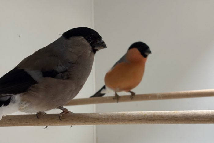 koppels noorse goudvinken; en losse poppen