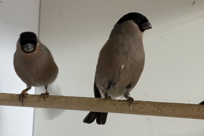 koppels noorse goudvinken; en losse poppen